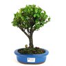 bonsai_maitenus_4_anos_26_cm_8453_1_53744965980b50a0fe308f9aa6617920