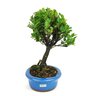 bonsai_maitenus_4_anos_26_cm_8453_2_89fea5f23e3af9b260dab84215e62906
