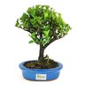 bonsai_maitenus_4_anos_26_cm_8453_3_706f23c1b8b0a8fee299d89d77fd465a
