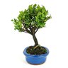 bonsai_maitenus_4_anos_26_cm_8453_4_3d6f43f4683abe75a8fad7161dc4ab88