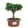 bonsai_shimpaku_3_anos_22_cm_8469_1_044c26ca4ddf20ba62eabf449eaf9a07