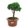 bonsai_shimpaku_3_anos_22_cm_8469_2_212678bdc2c79e4b7068b2e697b684f2