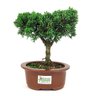 bonsai_shimpaku_3_anos_22_cm_8469_3_10f903f259044f089e9f63939c69efab
