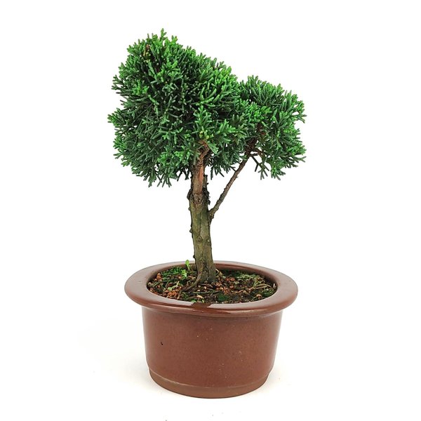 bonsai_shimpaku_3_anos_22_cm_8469_4_850e1af6b285f5aa4da22ca4036ac4bb