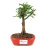 bonsai_caliandra_rosa_2_anos_19_cm_8577_1_d9f4e083dbb1181d1ee680c402e85504