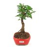 bonsai_caliandra_rosa_2_anos_19_cm_8577_2_f447911d61cba76bb5ff032e22ac189a