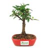 bonsai_caliandra_rosa_2_anos_19_cm_8577_3_e6fb4f81e0ba34d4f0adb189bb54a07c