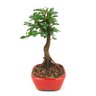 bonsai_caliandra_rosa_2_anos_19_cm_8577_4_66c8d757d7f973fed0dd8afd1e4ce6b9