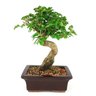 bonsai_ligustrum_8_anos_32_cm_8613_1_42b2c8cc3f469ebbdb339a62196fa086