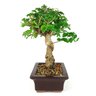 bonsai_ligustrum_8_anos_32_cm_8613_2_247ff36b75d83c5b21a15004de581fbb