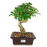 bonsai_ligustrum_8_anos_32_cm_8613_3_98807358cdc21d634705a79713d5bf2a