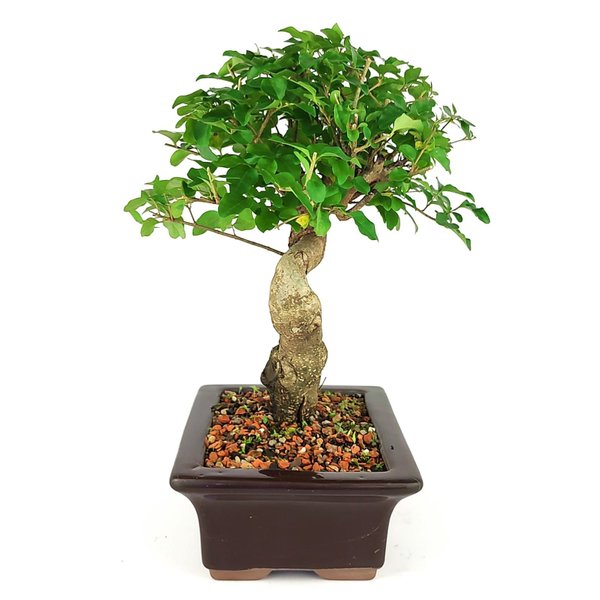 bonsai_ligustrum_8_anos_32_cm_8613_4_c0eb37b65ec5a48b377b25ab2c5fac14