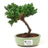 bonsai_procumbens_2_anos_17_cm_8775_1_a32f95ce7df648b0b533c78ee8f44f3f