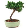 bonsai_procumbens_2_anos_17_cm_8775_3_7d07af879ac963ad36ee10df694b8b0b