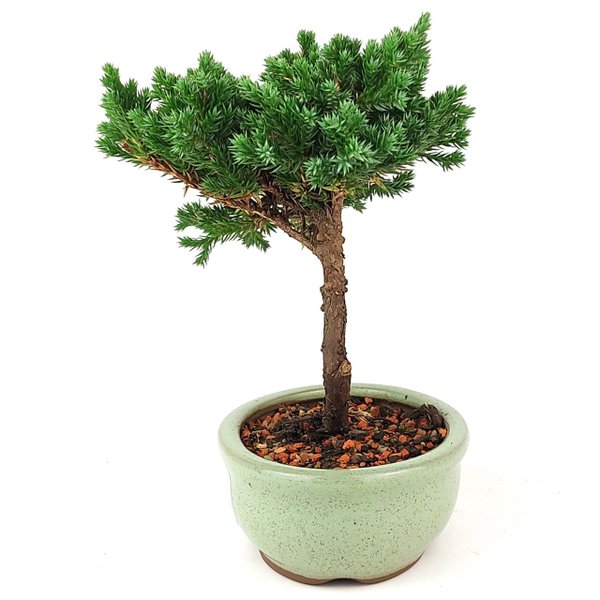 bonsai_procumbens_2_anos_17_cm_8775_4_e45228f59ad68eda5813d262f1c302a5