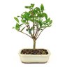 bonsai_cereja_do_rio_grande_4_anos_26_cm_9075_1_aa550845b4ddd7b0e2e1216c0bc281e7