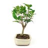 bonsai_cereja_do_rio_grande_4_anos_26_cm_9075_2_bb6d3650bcd1f2ab9fd07c563d8e728c