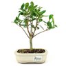 bonsai_cereja_do_rio_grande_4_anos_26_cm_9075_3_90cbeb1499ddde4201ad9cd2f74b208c
