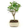 bonsai_cereja_do_rio_grande_4_anos_26_cm_9075_4_4499d806ff82d40e6def50bb3ba0cdd7