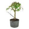 pre_bonsai_acer_palmatum_5_anos_30_cm_9083_3_504d6277fa30a53c965e683f18be50a2