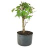 pre_bonsai_acer_palmatum_5_anos_30_cm_9083_1_04f176617a08cc1efd2efcb040484a5f