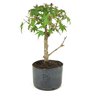 pre_bonsai_acer_palmatum_5_anos_30_cm_9083_4_172a4cd91508af2fc75a310500862a61