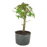 pre_bonsai_acer_palmatum_5_anos_30_cm_9083_2_a0b743e4326659e4da4154e6f8918f64