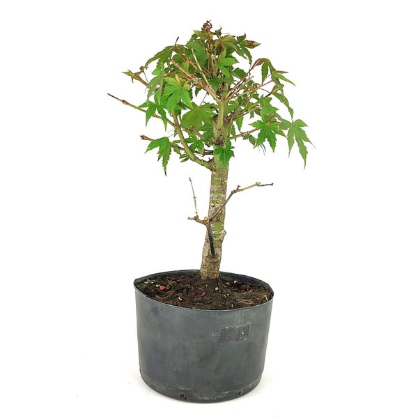 pre_bonsai_acer_palmatum_5_anos_30_cm_9083_2_a0b743e4326659e4da4154e6f8918f64
