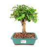 bonsai_mini_gabiroba_6_anos_26_cm_9329_1_e98956f7738d2ac3b63e1e645c5801e1