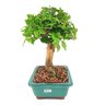 bonsai_mini_gabiroba_6_anos_26_cm_9329_2_61d7f56931e5239542beb804e02bb407