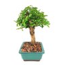 bonsai_mini_gabiroba_6_anos_26_cm_9329_4_fe7d9338f75fd7cb8f6218dfcba7e414