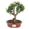 bonsai_cereja_silvestre_4_anos_25_cm_9425_1_a0f386f94513a597a82cab3240af753f