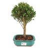 bonsai_cambui_4_anos_30_cm_9461_1_1ec26e6cf3b966b11834b2cfe894bd71