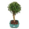 bonsai_cambui_4_anos_30_cm_9461_2_66947c9bc34b7ae057f45ebcb1f5774e