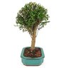 bonsai_cambui_4_anos_30_cm_9461_3_3cedd6b61f6229a13a226c968dc1d11d