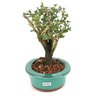 bonsai_serissa_rosa_4_anos_22_cm_9465_2_2a5e461d5108c310c91a00a1b47a07c0