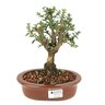 bonsai_serissa_rosa_4_anos_22_cm_9467_1_5fa72c16e5640467c1a41fe54457254b