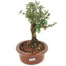 bonsai_serissa_rosa_4_anos_22_cm_9467_2_d8b8e347b7488db49b20e1f21bf99a65
