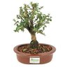 bonsai_serissa_rosa_4_anos_22_cm_9467_3_67502331ef5da5ac05cad88441bd57e2