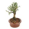 bonsai_serissa_rosa_4_anos_22_cm_9467_3_39939f565c786b4c9a0aa95a34359d9e