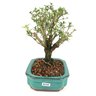 bonsai_serissa_rosa_4_anos_23_cm_9479_2_8cb1b8e764edf60969cdb9963d1dbae4