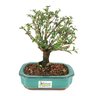 bonsai_serissa_rosa_4_anos_23_cm_9479_3_963d9abd0f8cdc28a7c7055529625a98