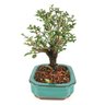 bonsai_serissa_rosa_4_anos_23_cm_9479_4_00f6862a0aa36cd52cc566ddb0731a55