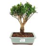 bonsai_cereja_silvestre_6_anos_27_cm_9637_1_bae5158a68faec841139e03e45d568d5