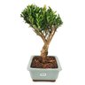 bonsai_cereja_silvestre_6_anos_27_cm_9637_2_9ff41e8ad6b8974b7ce59e8c3eff1395