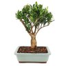 bonsai_cereja_silvestre_6_anos_27_cm_9637_3_c3ac2f850364c5db97f2b6715d212e4e