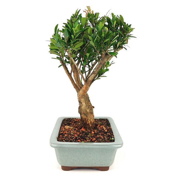 bonsai_cereja_silvestre_6_anos_27_cm_9637_4_fed1d8576223e7b8c2e7d06ad38a1dfa
