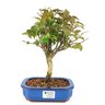 bonsai_pitanga_4_anos_25_cm_9915_1_79eba6be29c9b44bcf4df15748ab4ec2