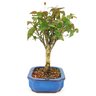 bonsai_pitanga_4_anos_25_cm_9915_2_07a35b5ba853ffd099e9104210963663