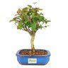 bonsai_pitanga_4_anos_25_cm_9915_3_cd1d966718ed0a872c202d73d4c753c8